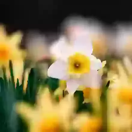 Daffodils & Narcissi